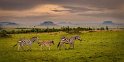 036 Masai Mara, zebra